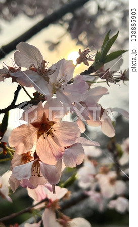 春らんまん太陽に透ける桜の花びら、淡いピンク色のサトザクラの花、太陽に照らされ透ける里桜の花びら 春らんまん太陽に透ける桜の花びら、淡いピンク色のサトザクラの花、太陽に照らされ透ける里桜の花びら 138885903