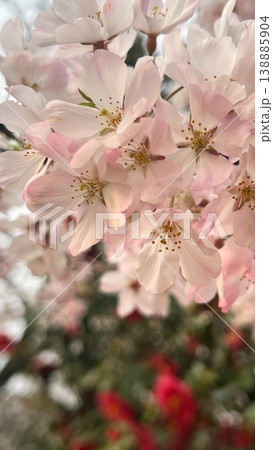 満開のサトザクラの花、ピンク色の里桜の花、満開の里桜のクローズアップ 満開のサトザクラの花、ピンク色の里桜の花、満開の里桜のクローズアップ 138885904