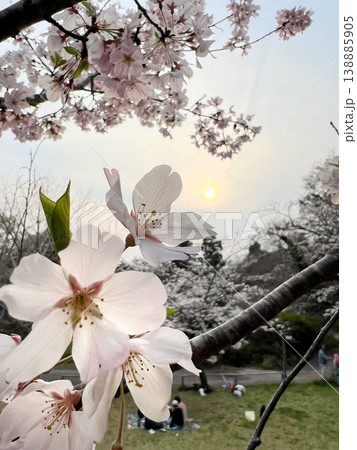 朝日に照らされる桜、淡いピンク色のサトザクラの花、夕日に透ける里桜の花びら 朝日に照らされる桜、淡いピンク色のサトザクラの花、夕日に透ける里桜の花びら 138885905