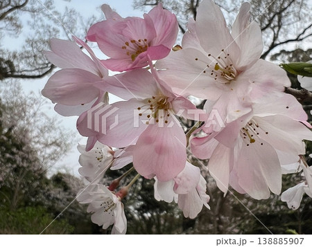 春うらら満開のサトザクラの花、ピンク色の里桜の花、満開の里桜のクローズアップ 春うらら満開のサトザクラの花、ピンク色の里桜の花、満開の里桜のクローズアップ 138885907