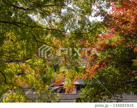 奈良県宇陀市 室生寺の紅葉 奈良県宇陀市 室生寺の紅葉 138885928