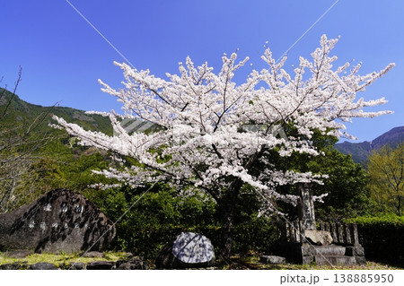 満開の桜と青い空 奈良 川上村 自天王首載石 満開の桜と青い空 奈良 川上村 自天王首載石 138885950