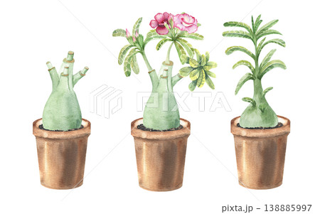 Watercolor illustration of several flowers of adenium obesum (desert roses) in pots. Cuttings on the trunk of the plant. Thick trunk, double pink flowers on a white background Watercolor illustration of several flowers of adenium obesum (desert roses) in pots. Cuttings on the trunk of the plant. Thick trunk, double pink flowers on a white background 138885997