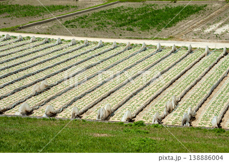 畝に植え付けられた野菜の苗の風景（春） 138886004