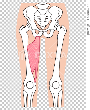 Adductor magnus muscle; adductor muscles; thigh muscles 138886232
