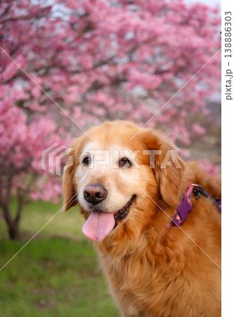 ゴールデンレトリバーと桜 138886303