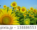 座間市座間エリアのヒマワリ畑 138886553
