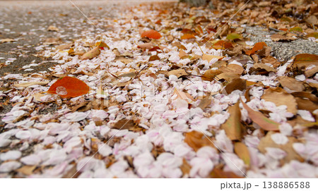 Cherry blossom petals and dried autumn leaves scattered on pavement, close-up ground-level view, soft pink and orange tones 138886588