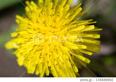 Bright Yellow Dandelion Macro Close Up Flower Head Showing Petal and Stamen Detail in Nature Bright Yellow Dandelion Macro Close Up Flower Head Showing Petal and Stamen Detail in Nature 138886668