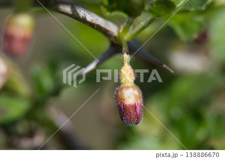 Close-up of a fuzzy gooseberry bud with sharp thorns on a branch Close-up of a fuzzy gooseberry bud with sharp thorns on a branch 138886670