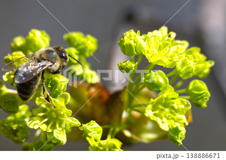 Close-up of a bee collecting nectar from bright green maple tree blossoms in spring Close-up of a bee collecting nectar from bright green maple tree blossoms in spring 138886671