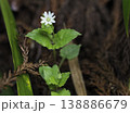 雨上がりのミヤマハコベ 138886679