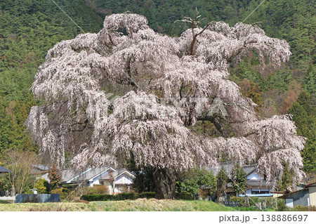 三郷北小倉の枝垂桜 安曇野市 三郷北小倉の枝垂桜 安曇野市 138886697