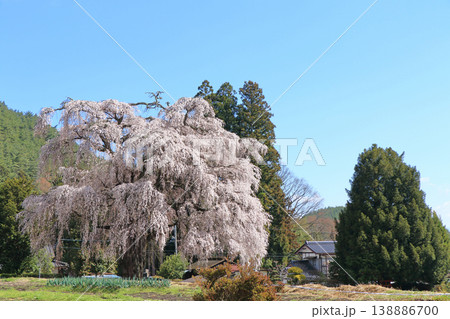 三郷北小倉の枝垂桜　安曇野市 138886700