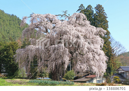 三郷北小倉の枝垂桜 安曇野市 三郷北小倉の枝垂桜 安曇野市 138886701