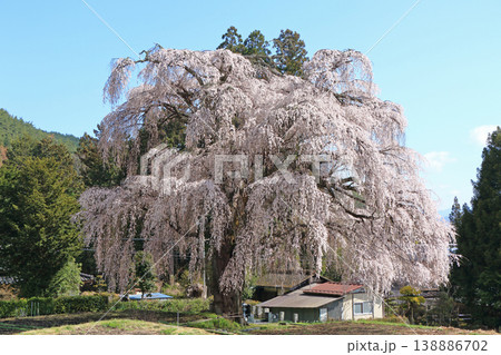 三郷北小倉の枝垂桜 安曇野市 三郷北小倉の枝垂桜 安曇野市 138886702