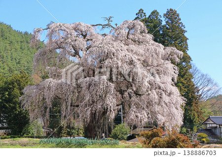三郷北小倉の枝垂桜 安曇野市 三郷北小倉の枝垂桜 安曇野市 138886703
