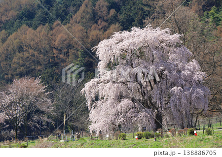 岩原の大しだれ桜　安曇野市堀金 138886705