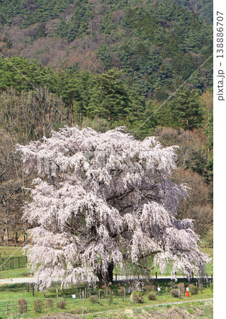 岩原の大しだれ桜 安曇野市堀金 岩原の大しだれ桜 安曇野市堀金 138886707