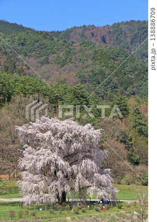 岩原の大しだれ桜　安曇野市堀金 138886709