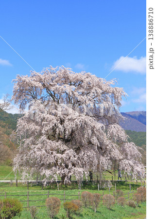 岩原の大しだれ桜 安曇野市堀金 岩原の大しだれ桜 安曇野市堀金 138886710