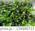 Green pepper seedlings grown at home on a windowsill in plastic cups. 138886723
