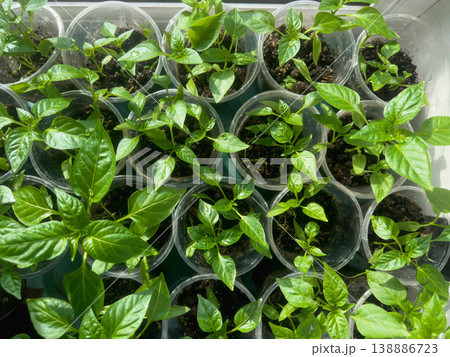 Green pepper seedlings grown at home on a windowsill in plastic cups. Green pepper seedlings grown at home on a windowsill in plastic cups. 138886723
