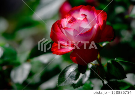 薔薇 薔薇 138886754