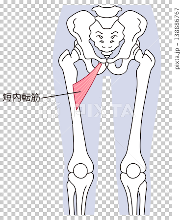 Adductor brevis muscle; adductor muscle group; thigh muscle 138886767