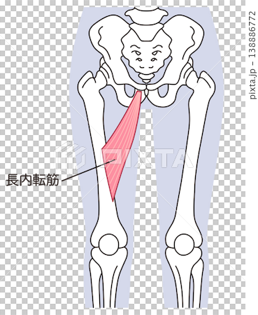Adductor longus muscle; adductor muscles; thigh muscles Adductor longus muscle; adductor muscles; thigh muscles 138886772