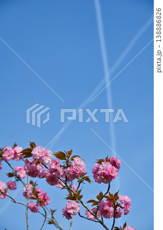桜の景色 桜の景色 138886826