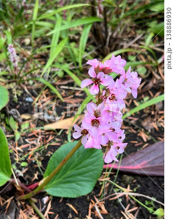ピンク色の可憐な花、ピンク色の山野草、可愛いヒマラヤユキノシタの花、房状のピンク色のヒマラヤ雪の下花 138886930