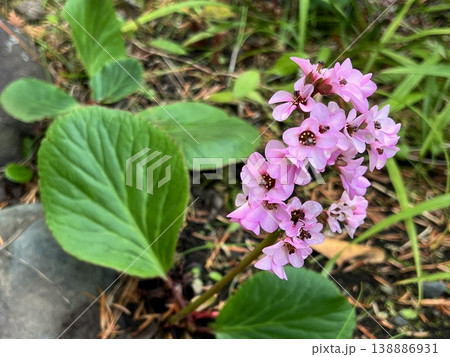 ピンク色の可憐な花、ピンク色の山野草、可愛いヒマラヤユキノシタの花、房状のピンク色のヒマラヤ雪の下花 ピンク色の可憐な花、ピンク色の山野草、可愛いヒマラヤユキノシタの花、房状のピンク色のヒマラヤ雪の下花 138886931