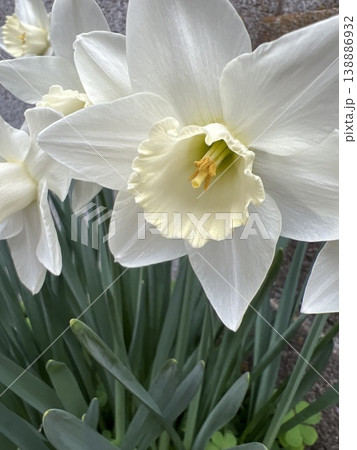 白い水仙の花、日本水仙の白い花、香がする白い花 138886932