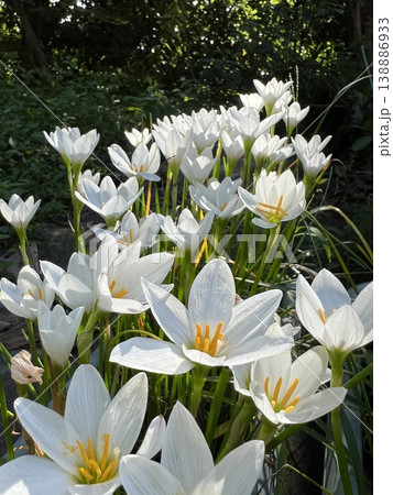 咲き揃ったタマスダレの白い花、白い玉簾の花の行列、四季水仙の白い花 咲き揃ったタマスダレの白い花、白い玉簾の花の行列、四季水仙の白い花 138886933