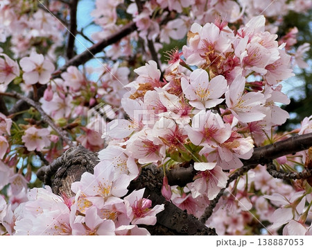 早咲きの桜、早咲き種のタマナワザクラの花、満開の玉縄桜、ピンク色の花 138887053