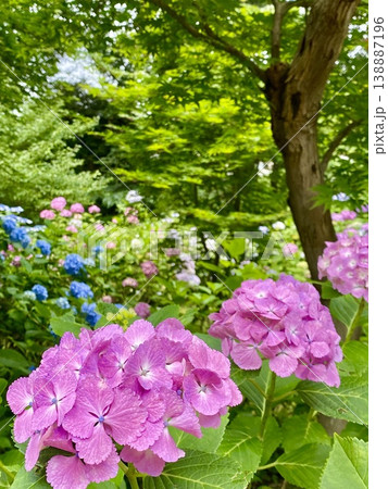本土寺に咲くピンクの紫陽花 新緑に包まれた初夏の風景 千葉県松戸市 本土寺に咲くピンクの紫陽花 新緑に包まれた初夏の風景 千葉県松戸市 138887196