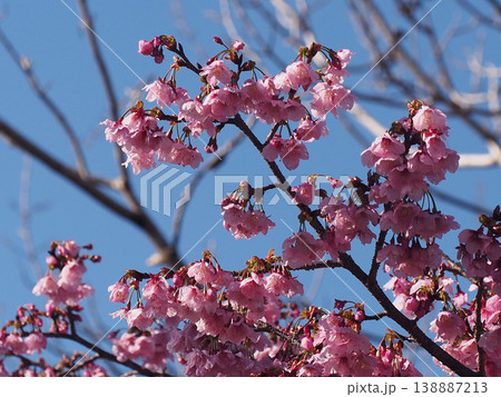 青空と水滴をつけたピンクのサクラ（雨上がりの河津桜の花とつぼみ） 138887213