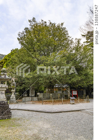 熊野速玉大社 御神木 熊野速玉大社 御神木 138887247