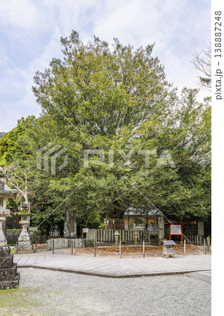 熊野速玉大社 御神木 熊野速玉大社 御神木 138887248