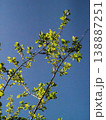 春の日ざしを浴びたクワの枝（青い実をたくさんつけた桑） 138887251