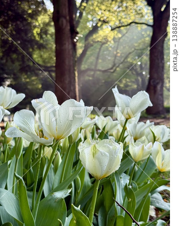 朝露をまとった白いチューリップ やわらかな光に包まれた春の風景 代々木公園 138887254