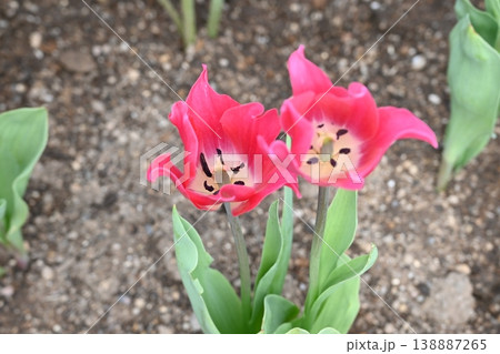 鮮やかなピンク色が目を引く春の花々 鮮やかなピンク色が目を引く春の花々 138887265