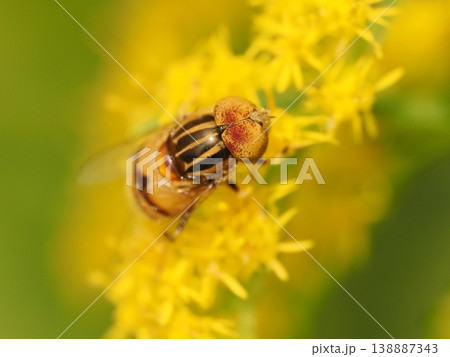 キゴシハナアブ、セイタカアワダチソウの花で 138887343