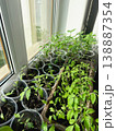 Pepper and tomato seedlings in plastic cups on sunny windowsill, indoor vegetable plants growing in soil at home 138887354