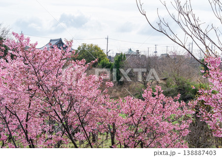 寺と花桃 寺と花桃 138887403
