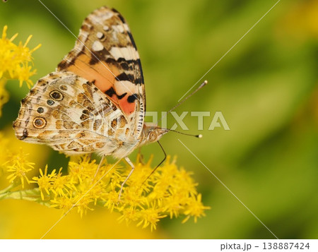 ヒメアカタテハ、セイタカアワダチソウの花で ヒメアカタテハ、セイタカアワダチソウの花で 138887424