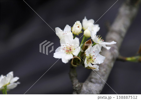 早春 梨の木に咲く満開の白い花 早春 梨の木に咲く満開の白い花 138887512