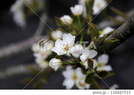 早春 梨の木に咲く満開の白い花 早春 梨の木に咲く満開の白い花 138887513