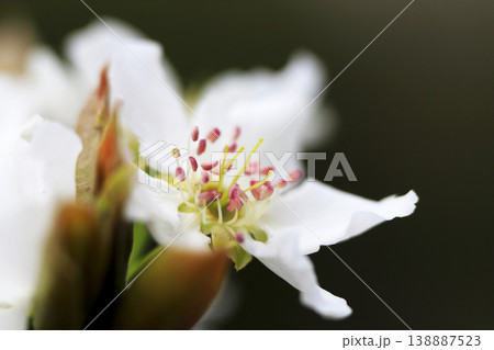 早春 梨の木に咲く満開の白い花 早春 梨の木に咲く満開の白い花 138887523